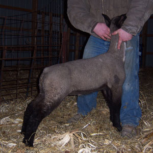 2012 Lambs